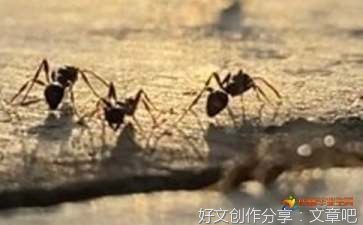 我家的花园作文800字