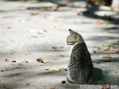 有关我是一只猫的作文