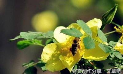 又逢端午节作文800字300字