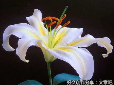 美文01优美的句子