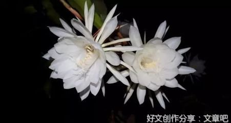 关于中秋的好词好句英文作文(通用10篇)