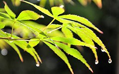 描写雨中车辆的50字作文