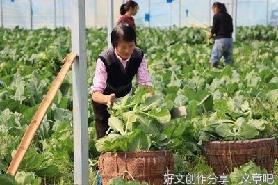 特色大棚产业 共建乡村振兴