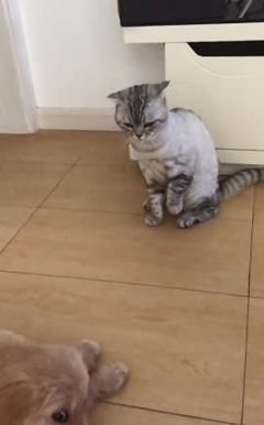 猫狗大战作文