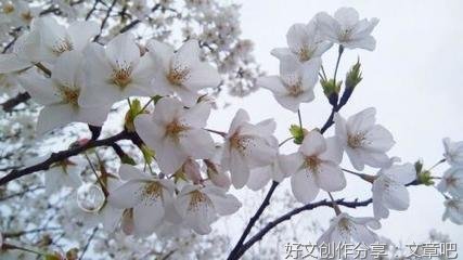 生机勃勃的春天作文