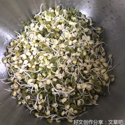 绿豆芽成长记作文600字