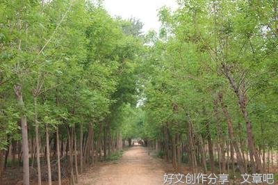 家乡的柳树作文350字数