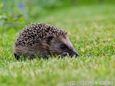 关于刺猬效应和现实生活的作文
