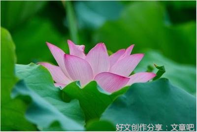 《荷花赞》的作文