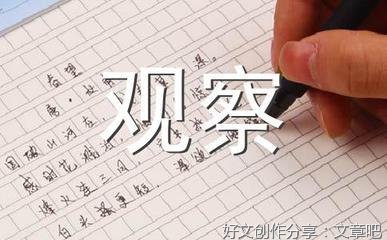 观察作文(精选10篇)