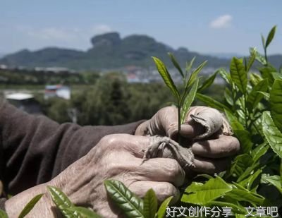 关于介绍毛尖茶的英语作文