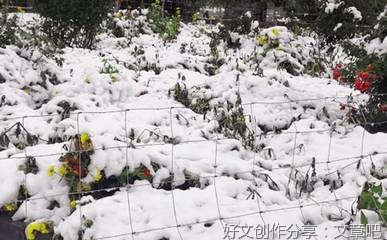 学校里下雪了作文200字