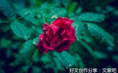描写秋天叶子的作文150字