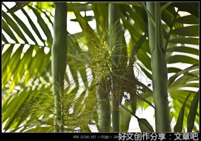 找一篇四百字写春天的日记