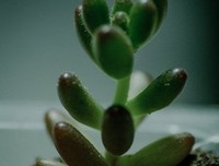 关于万物生长的句子
