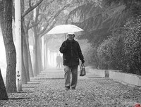 西四落叶优美的句子