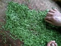 《小种夫着五年等待候鸟》的句子