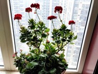 《窗外依然有蓝天》读后感精选