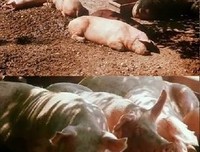 《风的第一声呼吸》经典观后感有感