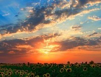 太阳的自能裔经典的句子