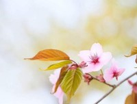 心态决定人生，愿你我像花一样，默默地绽放自我！