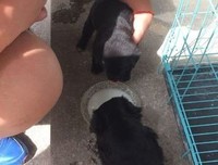 《狗的难题》观后感摘抄