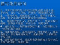 风吹过dandelion经典的句子