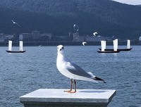 哲里都的句子