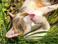 《身体里有只猫的狗狗》经典影评1000字