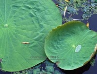 《幻影集》的影评大全