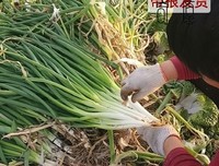 青葱我十地对句子大全