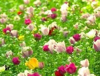 云中歌的优美句子