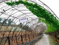 爱情就像藤萝不经意间爬到了心底