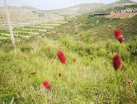 《华北野花》读后感锦集