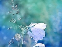 感情优美的句子