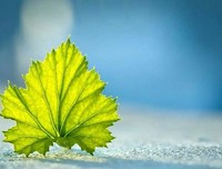 校园故事：卢俊卿走不出的“情劫”