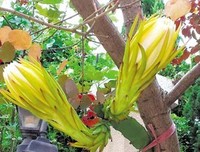 《猛鬼霸王花》观后感精选