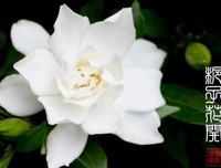有关栀子花的句子