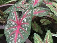 《天使的愤怒》经典读后感有感