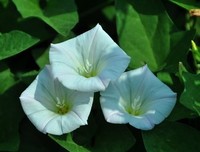 《牵牛花》经典观后感集