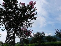 《大狂蜂：起源》观后感精选