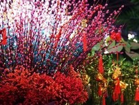 《鲜花大战》观后感100字