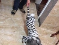 《只有我没有猫》经典影评1000字