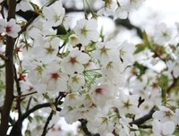 最全的《植草香起么素心人》散文美句