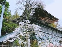 富士山永远留不住欲落的樱花