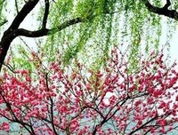 一见倾心的名言_关于一见倾心的名言