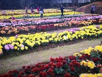 关于花漫来国的句子