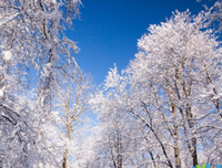 关于大雪纷飞的座右铭