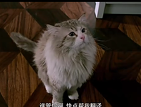 猫：九十九条命读后感100字