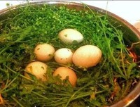 《幸福女人的芳香生活》经典读后感有感